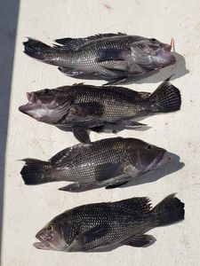 Chesapeake Bay Fishing Tip Black Sea Bass catch! 