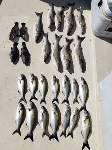Catch Your Trophy: Chesapeake Bay Fishing Charters