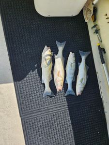 Live bait pays off! Stripers stacked up on Broad Creek—another full cooler for the books.