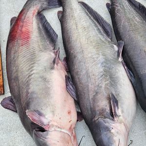 Stripe Bass/ Blue Catfish 