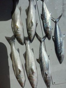Striped bass and Spanish mackerel bounty in MD 
