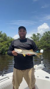 Birthday Snook Success on Tampa Bay