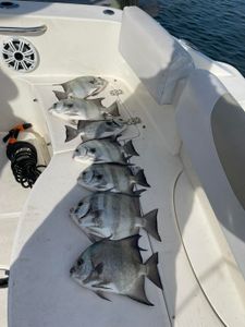 Spadefish, Jacks, and Mixed Catches in Kitty Hawk NC