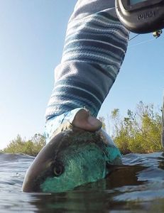 Redfish from Burnt Store