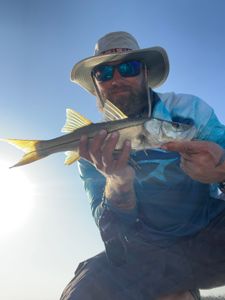 Topwater snook out of the mangroves!