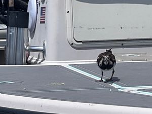 Always showing up at the dock!