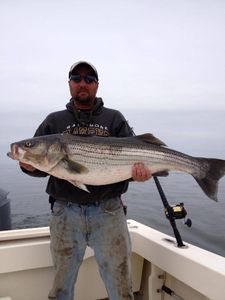 Striped bass lured from Chesapeake Bay, MD