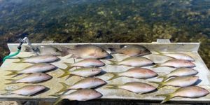 Fresh Details on the Current Florida Keys Bite with Captain Jonathan Porter