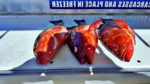 Fresh Red Grouper from Yesterday’s Trip