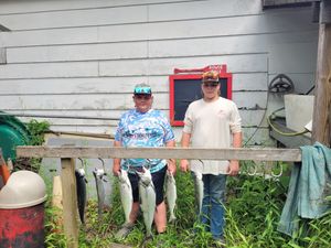 Solid Catch Despite Weekend Drop-offs