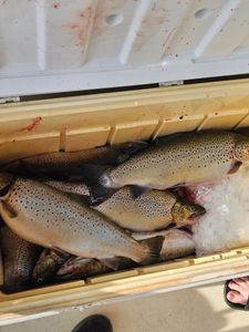 Strong Brown Trout Bite on Lake Ontario