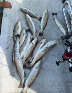 Matagorda Speckled Trout Action Continues