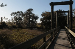 Things To Do In Lafitte 