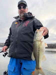 Live Scoping Largemouth Bass Success