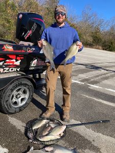 White Bass Action on Table Rock