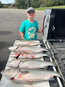 Recent Cherokee Lake striped bass catches