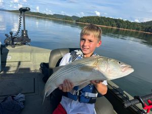 Birthday striped bass catch on Cherokee Lake