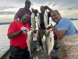 Cherokee Lake striped bass bite heating up