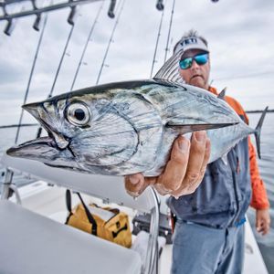 Little Tunny Fishing