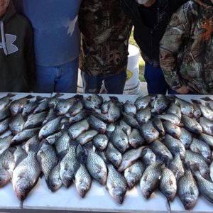 Experience Crappie Fishing Magic