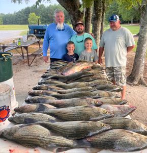 Consistent Striper Bite on Clarks Hill Lake Keeps Rods Bending