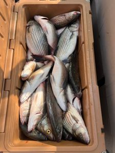 Strong striped bass action continues
