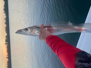 Snake mackerel in Jupiter, FL
