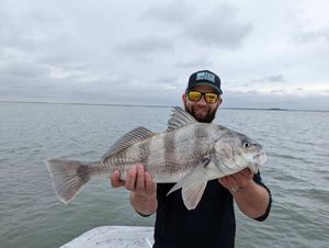 Large Black Drum From Lower Laguna Madre, TX
