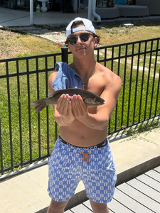 Anna Maria Island Snook & Snapper Action with Flight Risk