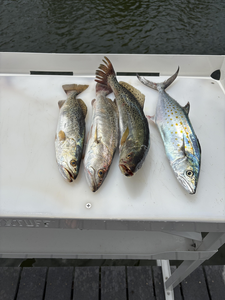 Spanish Mackerel & Weakfish Bonanza: Holmes Beach Inshore Action