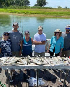 Large Striped Bass hooked from Lake Texoma