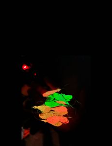 Two person Striper Trip