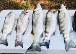 Best Time to Catch Striped Bass on Lake Murray