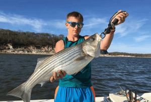 Huge Striped Bass from Lake Texoma