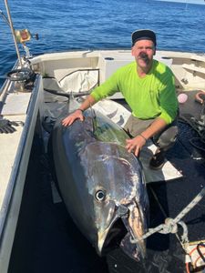 Killed one released three