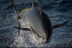 Bluefin and Sharks OH my