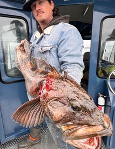 Rockfish and striper