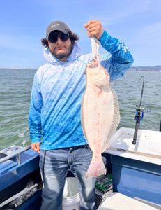 California Halibut
