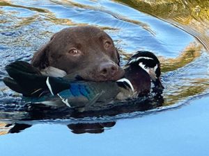 Dog Got One Of A Kind Duck 
