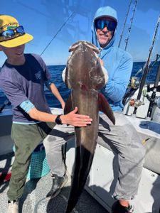 Cobia and Red Grouper on a Hot Bite