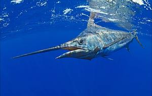 Boston CO Fall Sailfish & Marlin: Drift & Sight Fishing Success