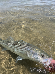 Boston CO Fall Stripers: Multi-Technique Inshore Fishing Success