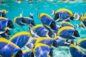 Exploring the Depths: A Captivating 2-Tank SCUBA Dive in Boston