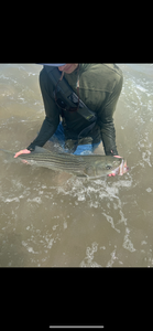 Summer Striped Bass Action: Boston's Inshore Fishing Heats Up