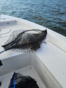 Flounder catch of the day in Savannah, GA