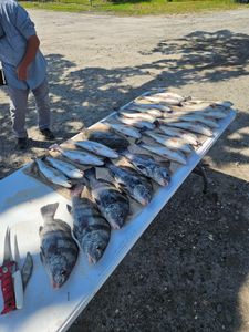 Sheepshead and redfish haul of the day in Savannah