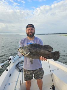 Black Sea Bass bounty captured in Savannah. GA