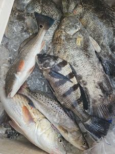 Savannah fishing wonders