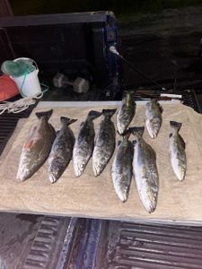 Trout haul of the day in Savannah, GA