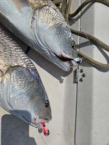 Hooking for Redfish in Savannah waters